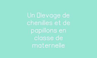 Image de Un élevage de chenilles et de papillons en classe de maternelle Navigation de commentaire Navigation de commentaire